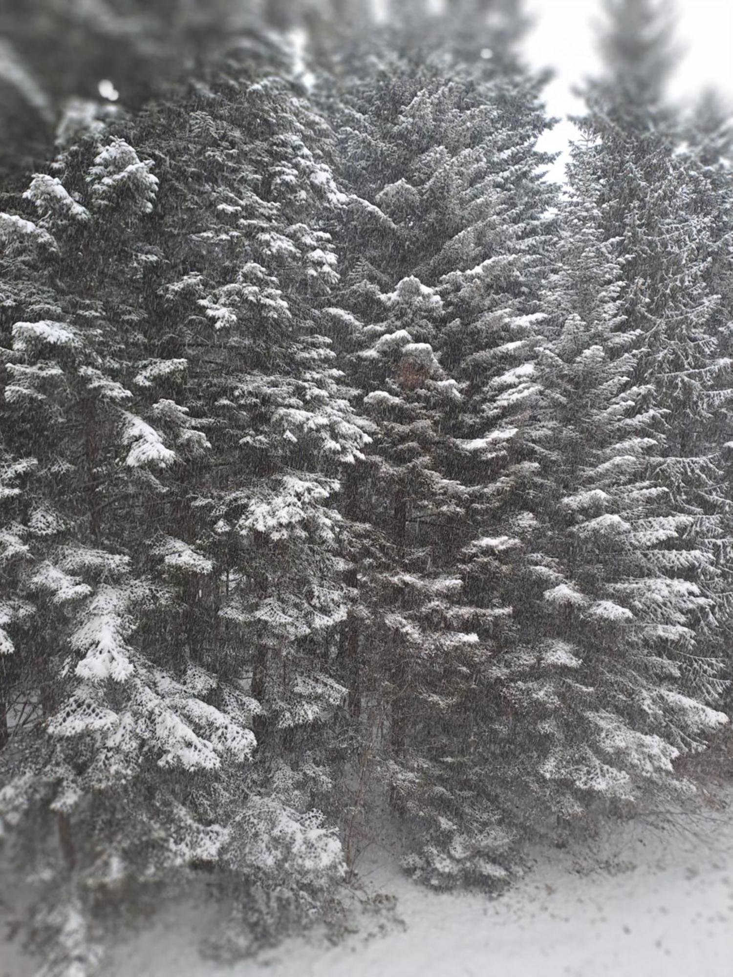 Flora 411 Боровец